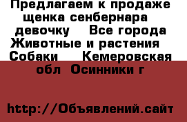 Предлагаем к продаже щенка сенбернара - девочку. - Все города Животные и растения » Собаки   . Кемеровская обл.,Осинники г.